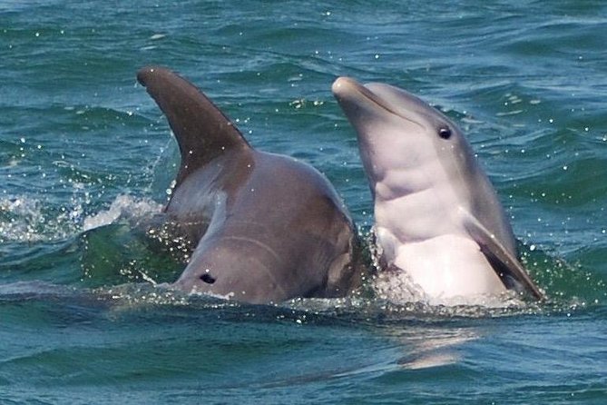 Shark and Wildlife Viewing Adventure in Key West - Key points to know before booking