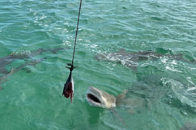 Shark and Wildlife Viewing Adventure in Key West - Four miles offshore, the shark show begins