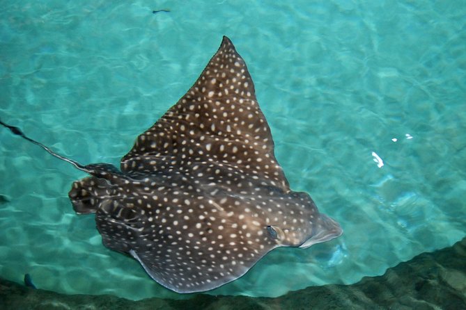 Shark and Wildlife Viewing Adventure in Key West - Why the shark feeding is more than a photo stop
