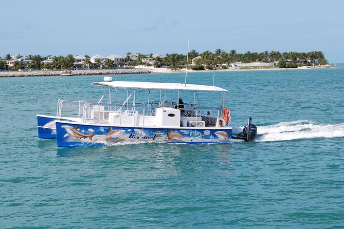 Shark and Wildlife Viewing Adventure in Key West - Dolphins and other wildlife on the way back