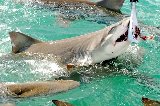 Shark and Wildlife Viewing Adventure in Key West - Harbor views and the route toward mangrove islands