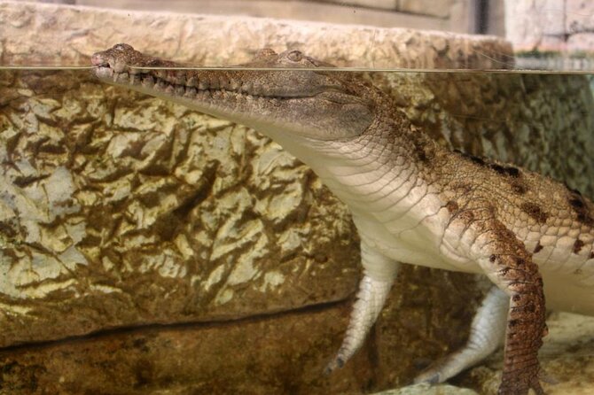 Shark Reef at Mandalay Bay Hotel and Casino - What to expect from the Undersea Explorer VR experience