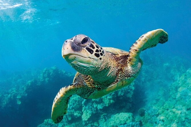 Shark Reef at Mandalay Bay Hotel and Casino - How long should you plan for Shark Reef?