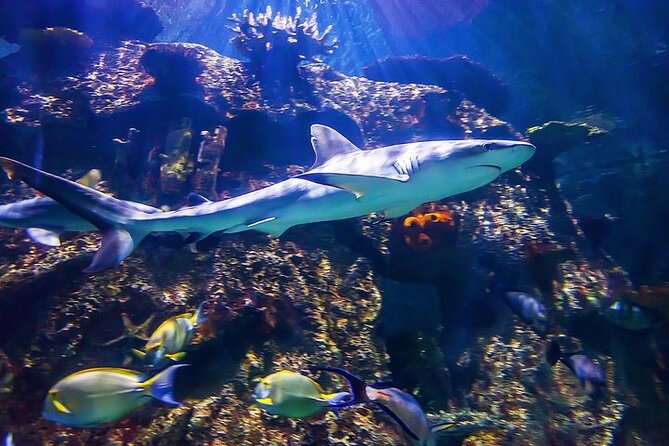 Shark Reef at Mandalay Bay Hotel and Casino - Is $29.75 a fair price?