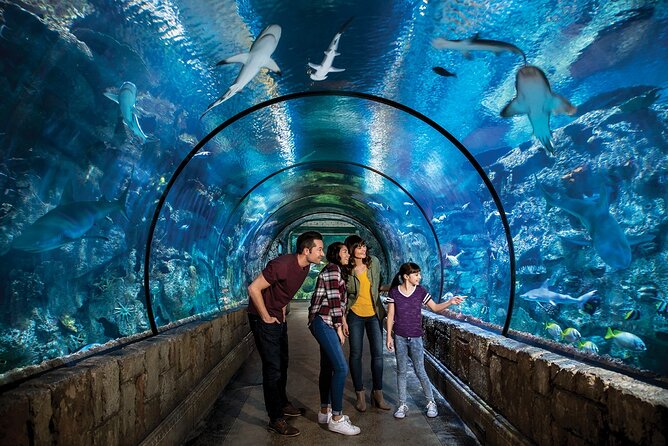 Shark Reef at Mandalay Bay Hotel and Casino - Choosing your entry time and avoiding delays