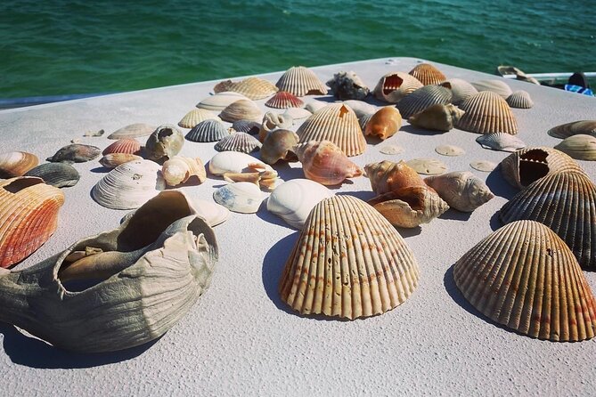 Shell Island Snorkel and Dolphin Catamaran Cruise with Island Time - Snorkeling in St. Andrews Bay