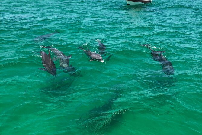 Shell Island Snorkel and Dolphin Catamaran Cruise with Island Time - Is $57.59 a fair price?