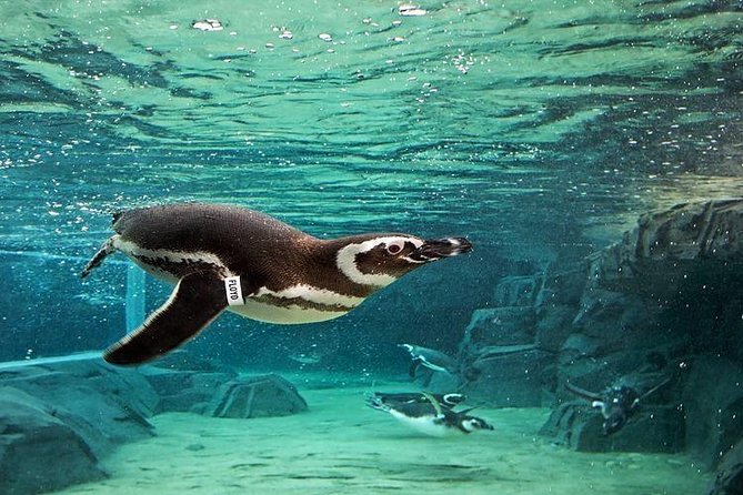 Skip the Ticketing Line: Aquarium of the Pacific General Admission Ticket - Entering the Aquarium at Long Beach’s Shoreline