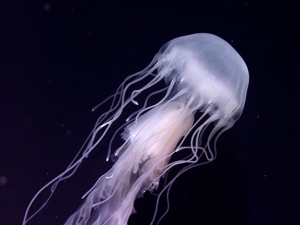 Skip the Ticketing Line: Aquarium of the Pacific General Admission Ticket - Sharks, rays, seals, and sea lions