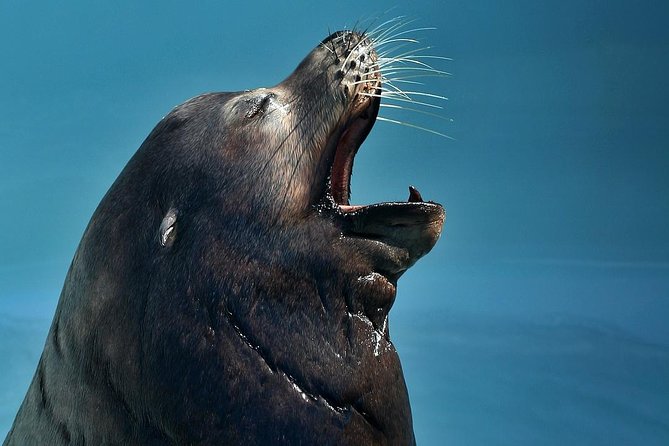 Skip the Ticketing Line: Aquarium of the Pacific General Admission Ticket - Timing, crowds, and the parking question