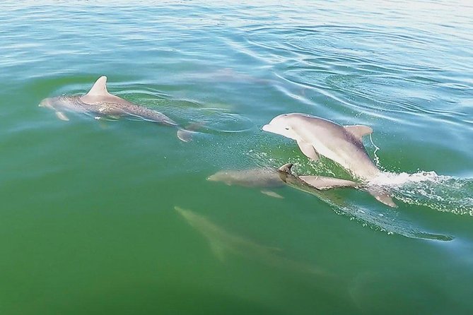 Small Group 2 Hour Dolphin Cruise with Snorkeling to Shell Key - The ride back to the marina