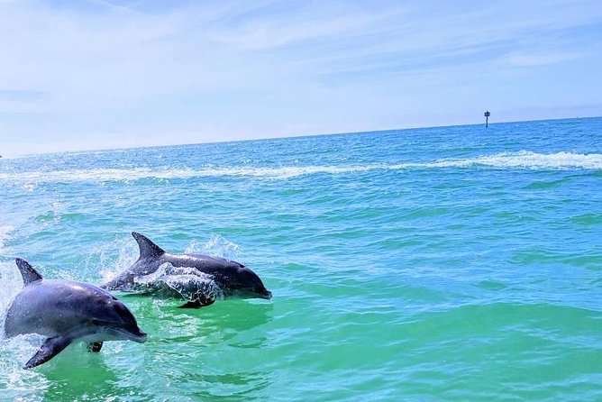 Small Group 2 Hour Dolphin Cruise with Snorkeling to Shell Key - Why the small group changes the experience