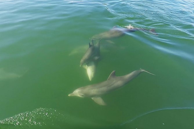 Small Group 2 Hour Dolphin Cruise with Snorkeling to Shell Key - Captains who make the difference
