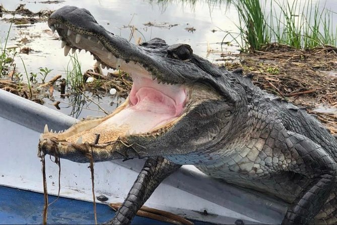 Small-Group Airboat Swamp Tour with Downtown New Orleans Pickup - From downtown New Orleans to the Barataria Preserve