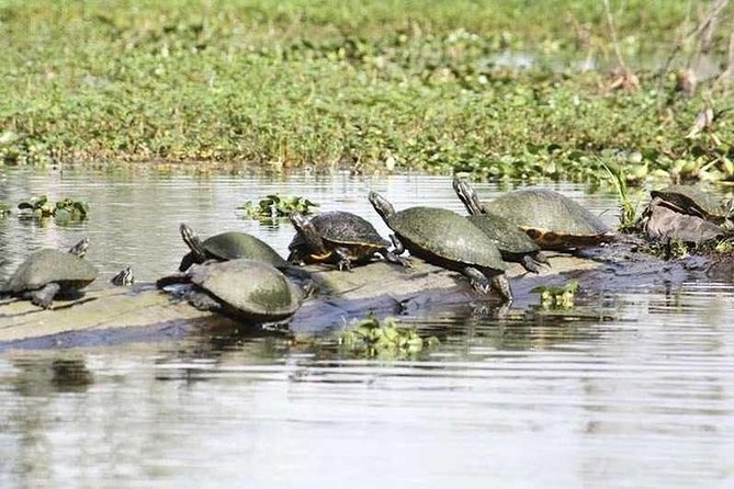 Small-Group Airboat Swamp Tour with Downtown New Orleans Pickup - Practical tips for a better ride