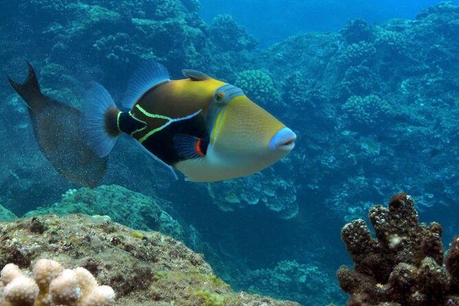 Small Group Coral Gardens Snorkel & Waterslide Adventure - A playful afternoon departure from Wailuku