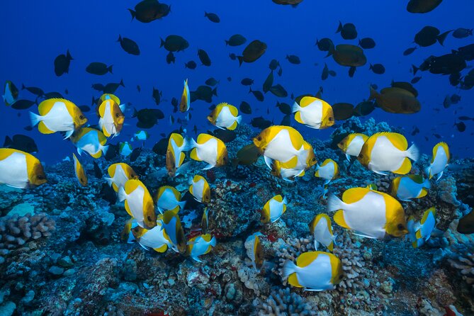 Small Group Coral Gardens Snorkel & Waterslide Adventure - The slide is fun, fast, and optional