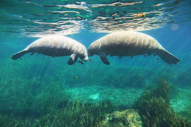 Small Group Manatee Snorkel Tour with In-Water Guide and Photographer - Visibility is the biggest variable
