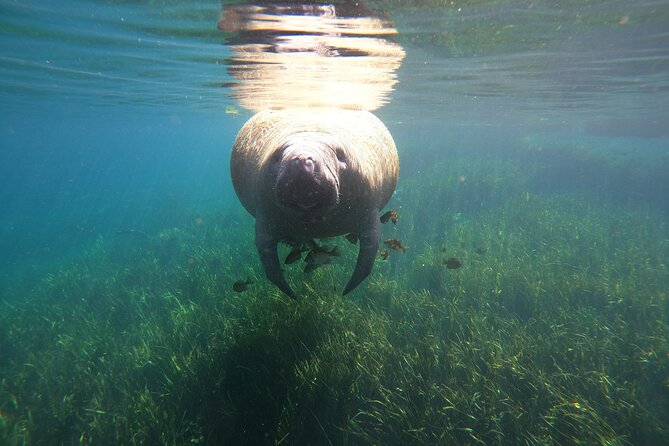 Small Group Manatee Snorkel Tour with In-Water Guide and Photographer - How the tour works for families and less confident swimmers