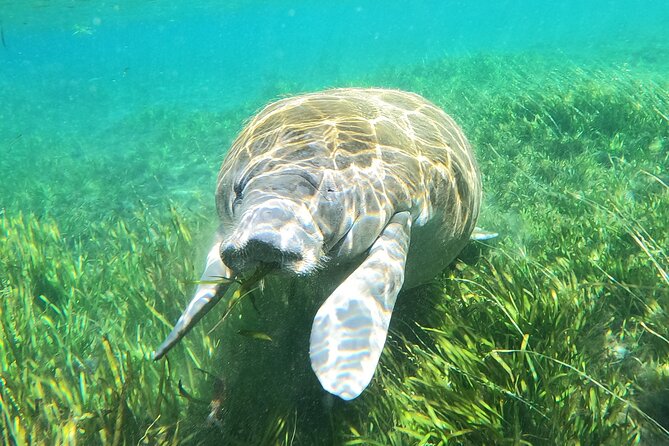 Small Group Manatee Snorkel Tour with In-Water Guide and Photographer - Timing, weather, and cancellation details