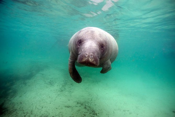 Small group Manatee Tour with In-Water Divemaster/Photographer - Who should book this Crystal River manatee tour?