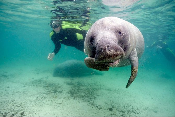 Small group Manatee Tour with In-Water Divemaster/Photographer - Why the small group changes the experience