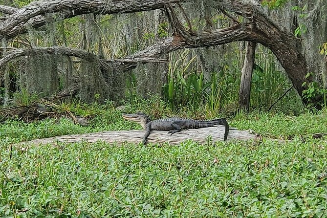 Small-Group Manchac Swamp Kayak Tour - Wildlife sightings depend on the day