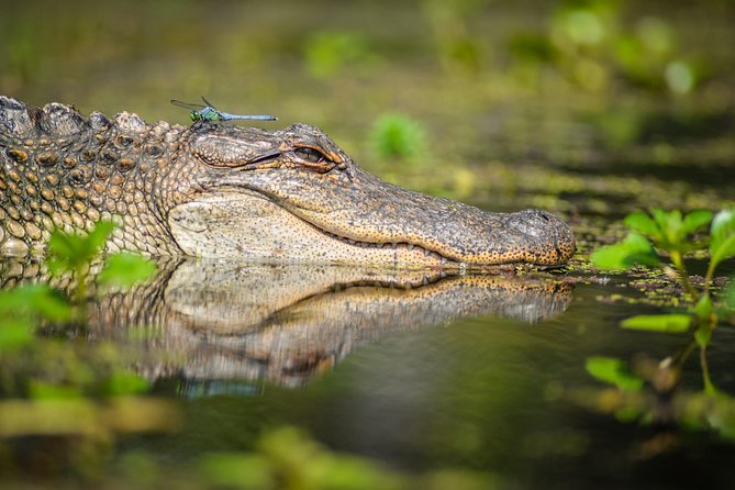 Small-Group Manchac Swamp Kayak Tour with Local Guide - Leaving New Orleans for Manchac Swamp