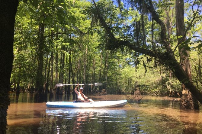 Small-Group Manchac Swamp Kayak Tour - Cypress trees, narrow channels, and quiet water