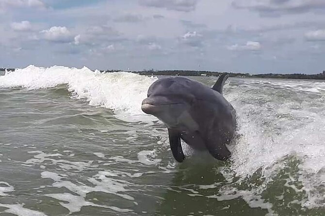 Small Group Motorboat Eco Tour of the Everglades - Dolphins, turtles, birds, and the luck factor