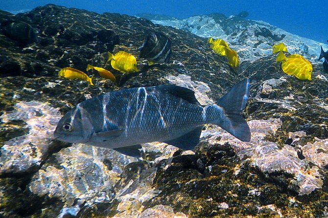 Small-Group Snorkel at Kealakekua Bay in Captain Cook, Big Island - Stop two: Kealakekua Bay’s clear reef