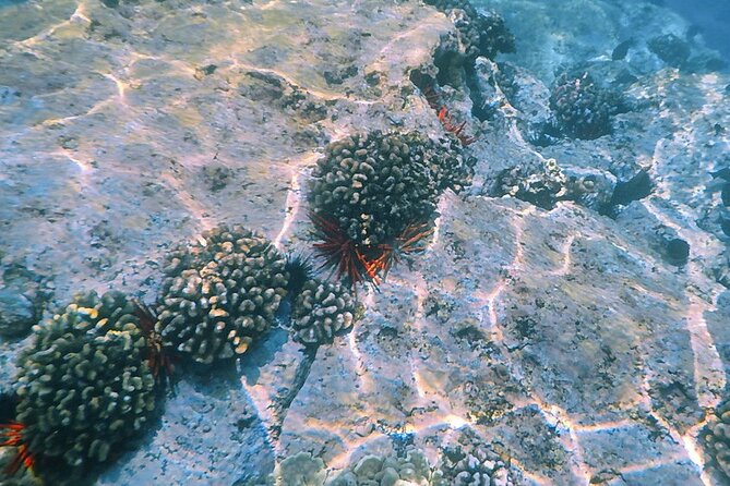 Small-Group Snorkel at Kealakekua Bay in Captain Cook, Big Island - What comes with the $109 price