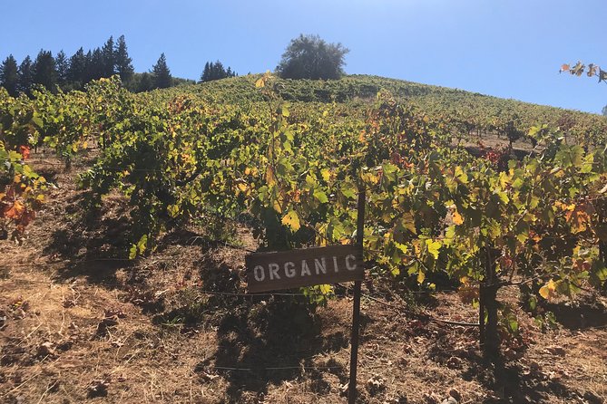 Small-Group Wine Country Tour from San Francisco with Tastings - What the guides add to the day