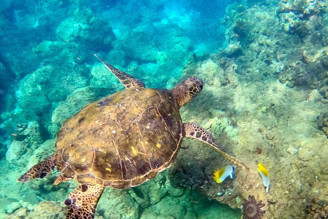 Snorkeling for Non-Swimmers with Photos Guided Tour Wailea Beach - Why This Wailea Beach Tour Works for Nervous Beginners