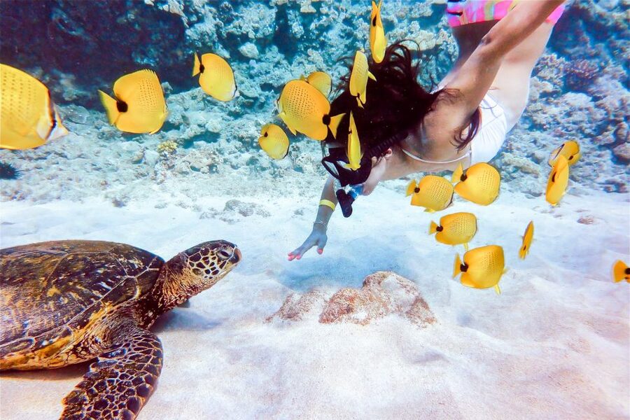 South Maui: Molokini Snorkeling Adventure - Turtle Town and the search for green sea turtles