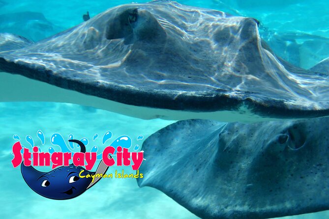 Stingray City and Starfish Experience with Coral Reef Snorkeling - Starfish Point: the easy family stop
