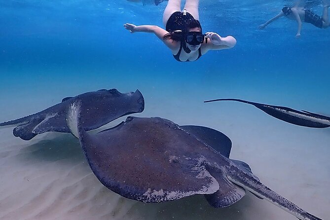 Stingray City and Starfish Experience with Coral Reef Snorkeling - What the $65 price includes