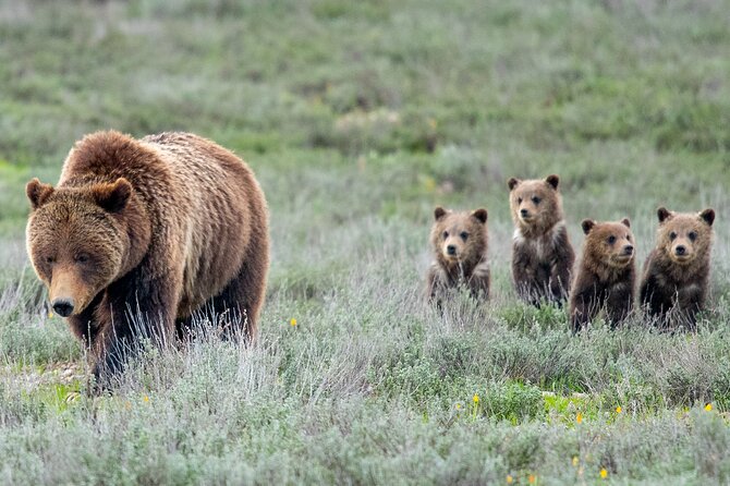 Sunrise 4-Hour Grand Teton Wildlife Adventure - Why sunrise is the right time for Grand Teton