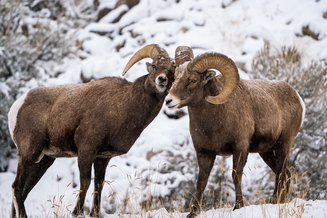 Sunrise 4-Hour Grand Teton Wildlife Adventure - Who will enjoy this morning most?