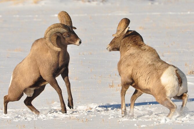Sunset 4-Hour Grand Teton Wildlife Adventure - Is $198 a fair price?