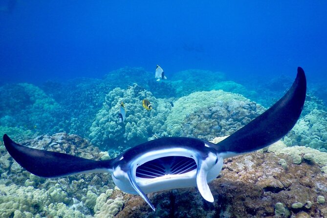 Sunset and Manta Ray Snorkel Adventure - What happens at the manta viewing site