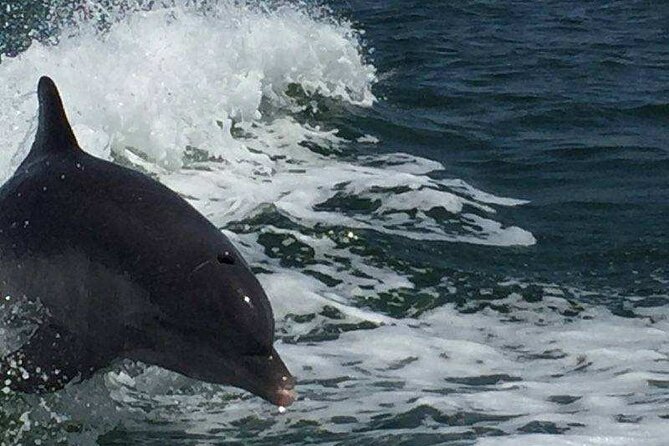 Sunset Dolphin Cruise with Sanibel Lighthouse Views - Dolphins, pelicans, and the wildlife search