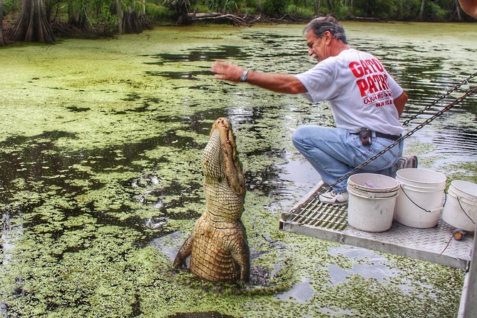 Swamp Boat Ride and Oak Alley Plantation Tour from New Orleans - What you might see in the swamp