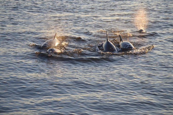 Take a Scenic Boat Ride in St. Augustine - Dolphins and other wildlife