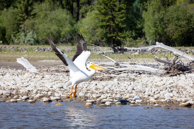 Tetons and Snake River Scenic Float Trip In Jackson Hole - Who should book this float?