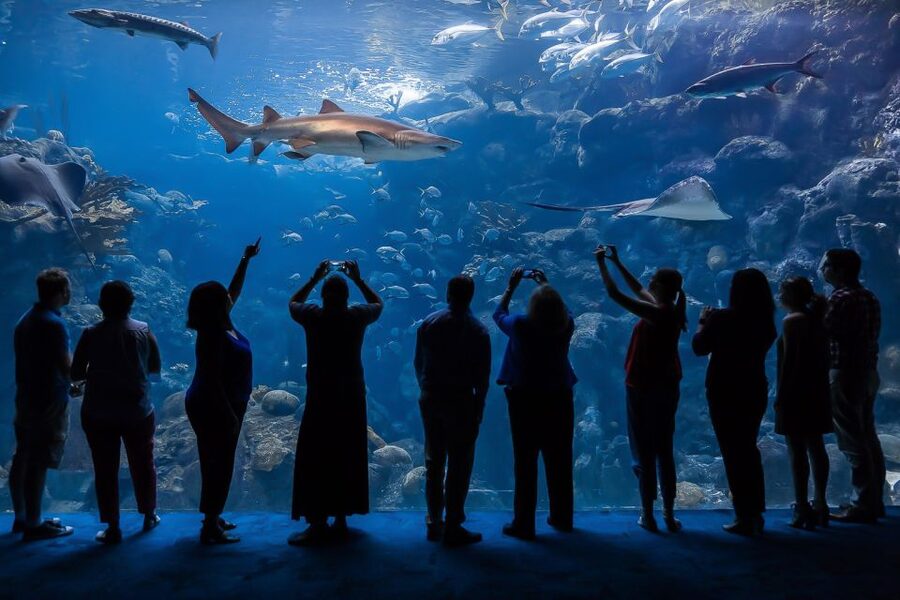 The Florida Aquarium Ticket - Key points to know before you go