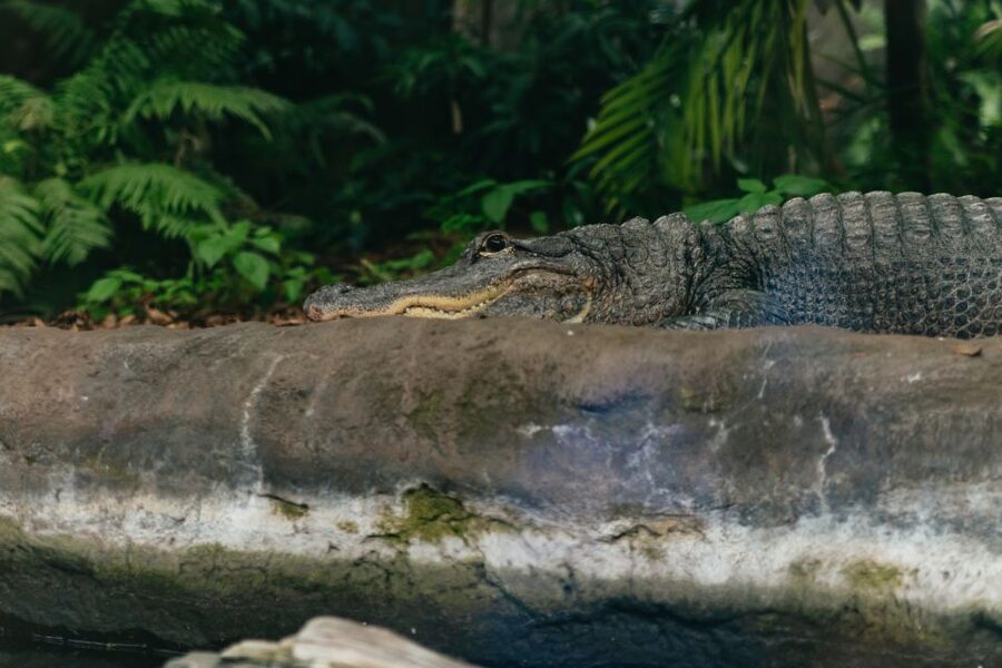 The Florida Aquarium Ticket - Add-on experiences on the water