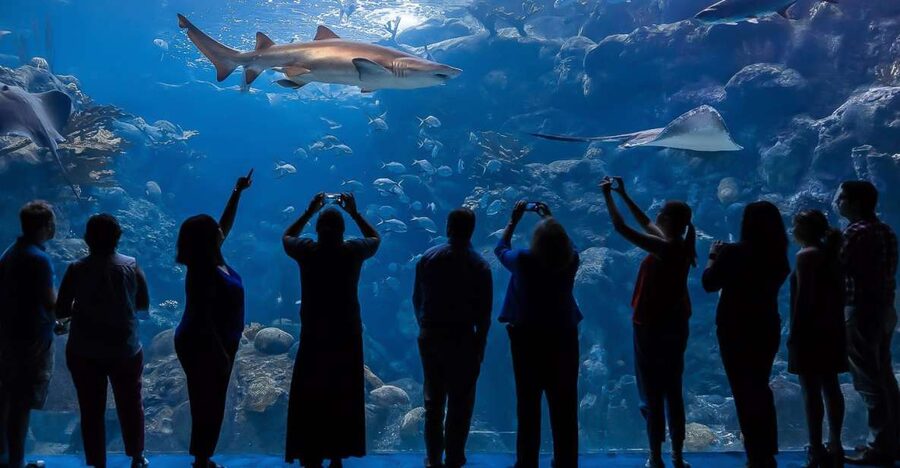 The Florida Aquarium Ticket - The Coral Reef Gallery and its giant residents