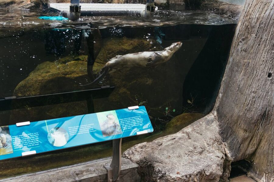 The Florida Aquarium Ticket - MORPH’D and animals built for survival