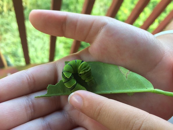 The Maui Butterfly Farm Tour - A close look at Maui’s butterfly life cycle